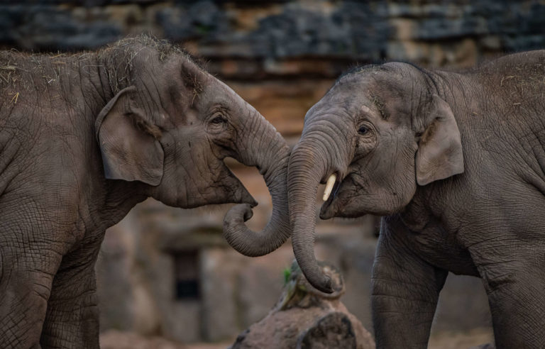 Elephants at Chester Zoo
